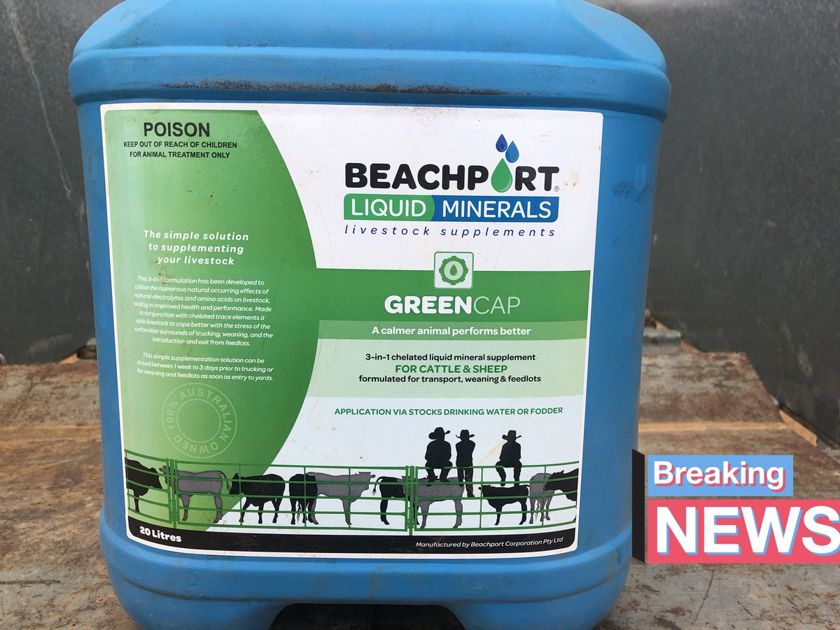Kerin_Ag's tweet photo. Another key ingredient when early weaning lambs Beachport green cap totally de stresses them . Takes their mind off mum & onto feeding . Worth its weight in gold . Happy unstressed early weaned lambs #kerinpollmerino #bwfw #fertilemerions #fastgrowinglambs #nzmerino https://t.co/rILvx0tTeK