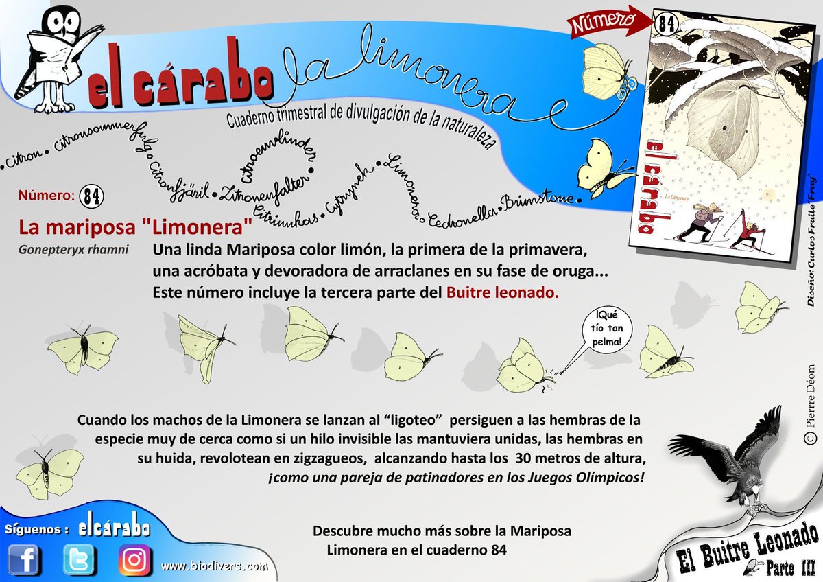 ¡La 1º mariposa de la primavera!
La mariposa limonera Gonepteryx rhamni
El  #elcárabo 84 está dedicado a 1 linda Mariposa color limón,la 1º de la primavera,acróbata y devora arraclanes en su fase de oruga.
Suscribete, 8 numeros (4 año) elcarabo.com/producto/suscr…
📧carabo56@gmail.com
