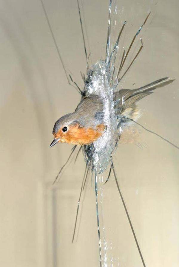 ThomasFrey's tweet image. Is this an actual bird or a spy drone designed to look like a bird? FuturistSpeaker.com #spydrone #thedronesarewatching #thedronewarshavealreadybegun