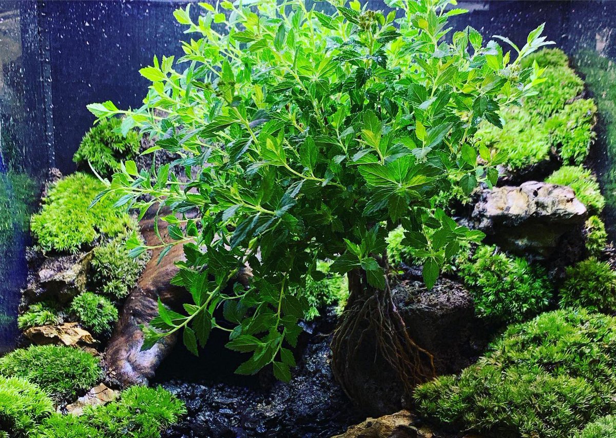 グラステラリウム3030