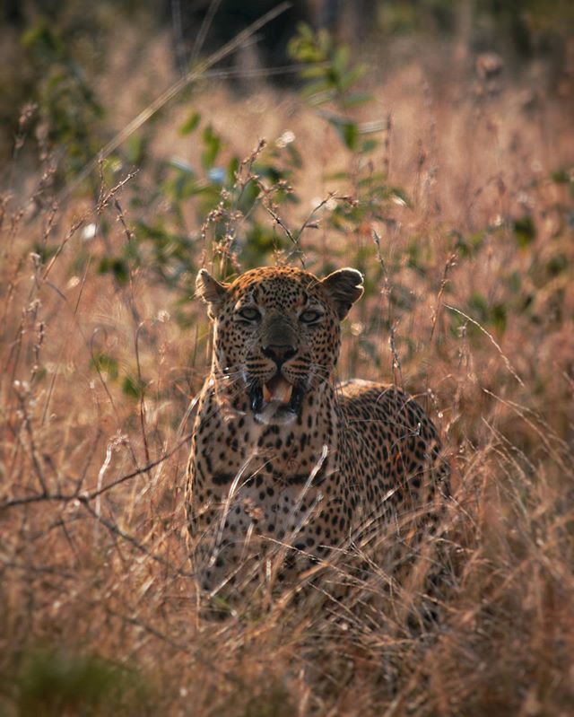 adv_4_beginners's tweet photo. Some sightings will just stay with you forever. Got to spend a good 20 minutes with this gorgeous lad and his lady-friend. They mated several times, which is definitely not something you get to see very often. I didn’t shoot their intimate moments, felt … https://t.co/4pqbSY23nl https://t.co/RaHXe8pVgl