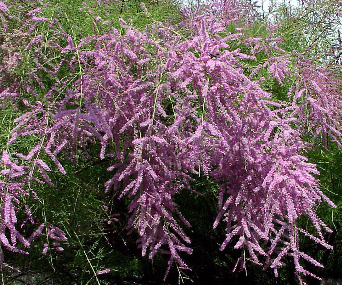 Тамарикс Рамосиссима