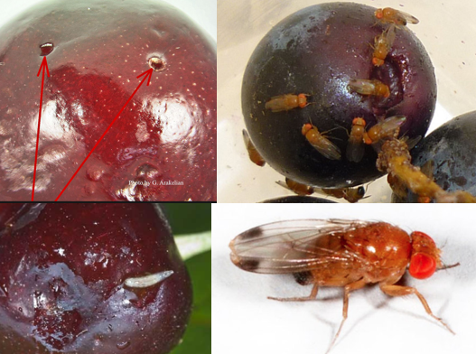 LordFruitFly's tweet photo. Je cherche des cerises piquées par la mouche Drosophila suzukii pour un projet de recherche, autour de Montpellier.
Vous avez des cerisiers (non-traités), ou vous en connaissez? Je suis preneur! N'hésitez pas à diffuser!
@INRAbiocontrole @InraMontpellier @CBGPMontpellier #suzukii https://t.co/DV2DH0bIVf