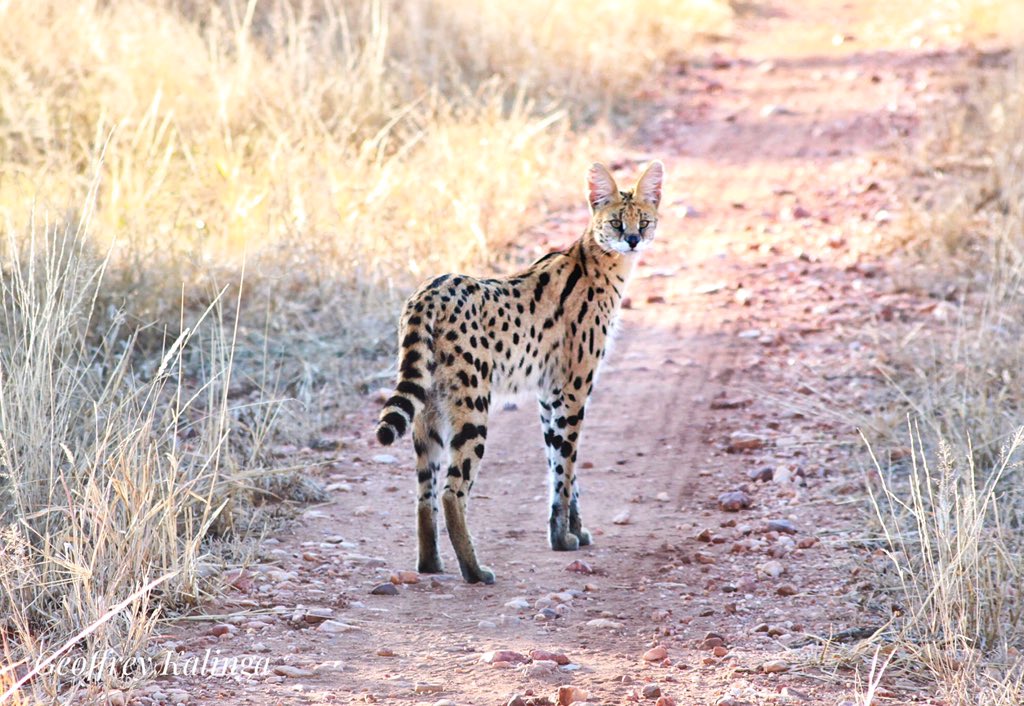 IkukaRuaha's tweet photo. With our season now in full flow, we are pleased to say the cats of Ruaha are continuing to provide our guests with some great sightings.
ใปใปใป
#ikukasafaricamp #ruaha #tanzania #immersiveexperience #weareikuka #nature_lovers #wonderfultanzania #bigcats #catsofAfrica https://t.co/vENjRSjMik