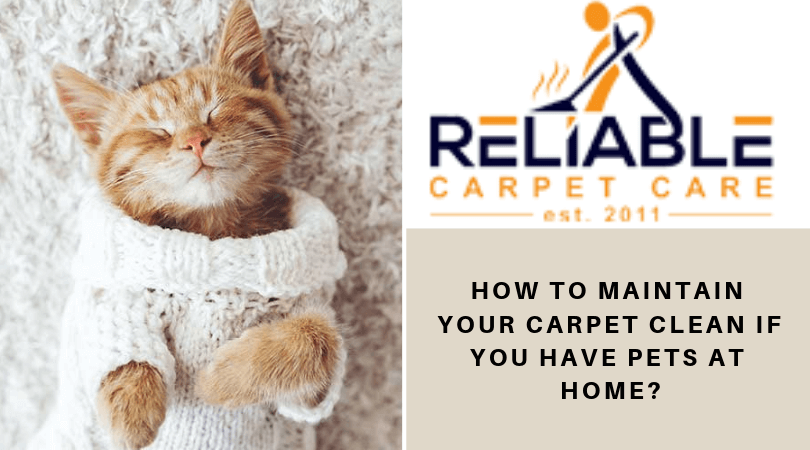 CareReliable's tweet photo. How To Maintain Your Carpet Clean If You Have Pets At Home?

#carpetcleaning #professionalcarpetcleaning #carpetcleaningservice #carpetcleaningchulavista #carpetcleaningsandiego #imperialbeachcalifornia

https://t.co/JCOVqjfijI https://t.co/eDelw8H4XA