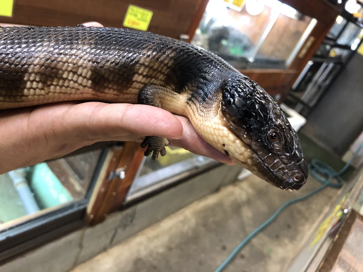 新入荷

ニシアオジタトカゲ

お問い合わせください😊
