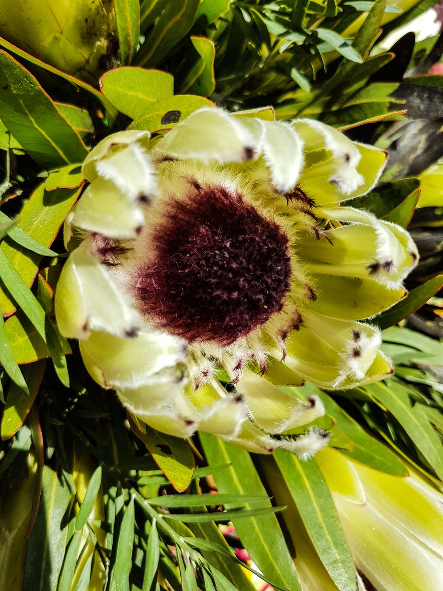 Traveller24_SA's tweet photo. Youth given free pass to Kirstenbosch - one of the world's most incredible botanical gardens

https://t.co/gCtay7hJF4 https://t.co/AMldQTYaY8