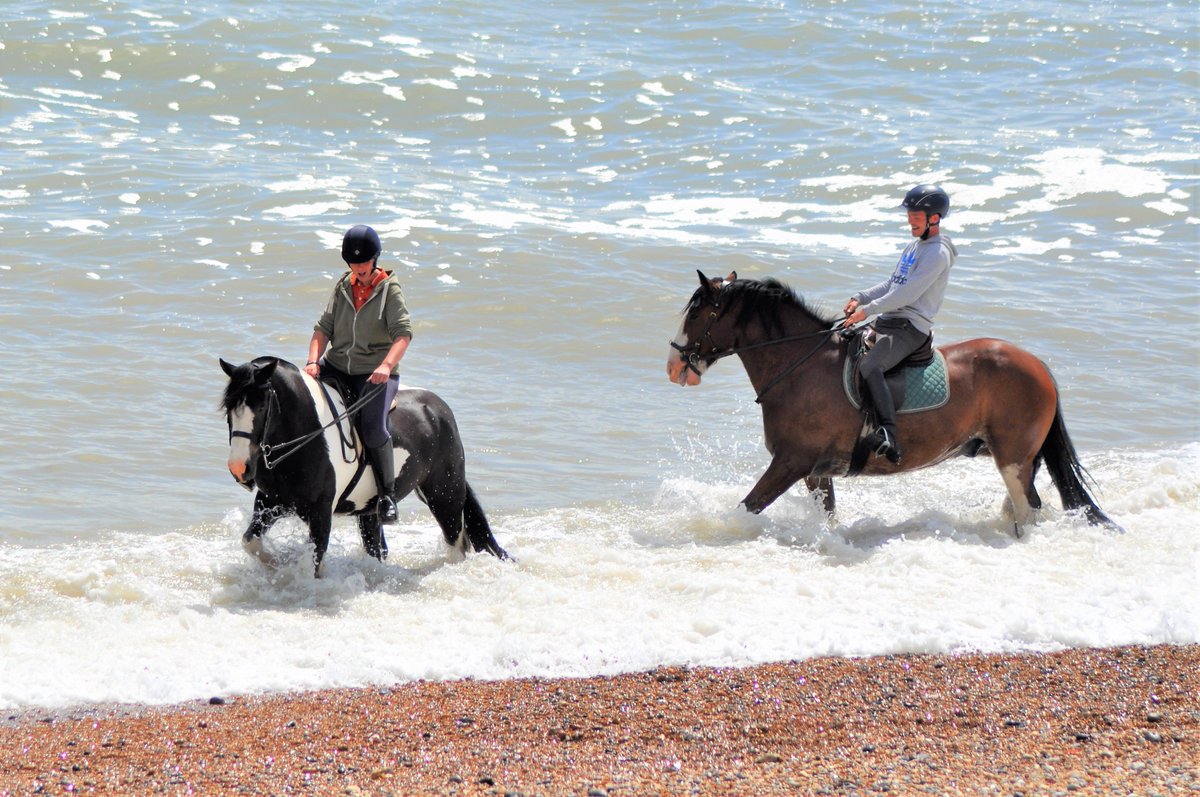 EyeDealKent's tweet image. Seahorses in Deal this morning @DealFolk @Deal_Town