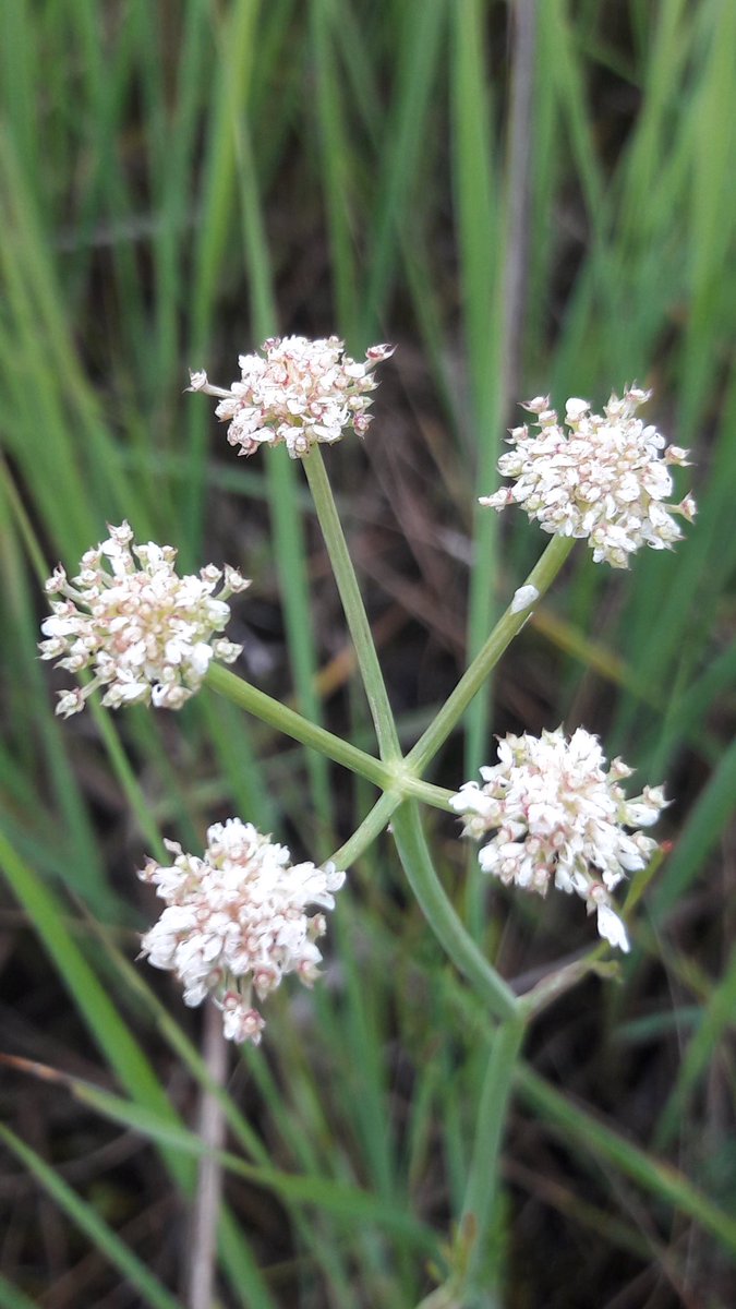 Return of the rare. After many years of absence on LWT's Yeading Brook Meadows a single narrow-leaved water dropwort plant has returned. This nationally rare species favours traditional flood plain meadows and recent enhancement work has clearly helped it to return. @wildlondon