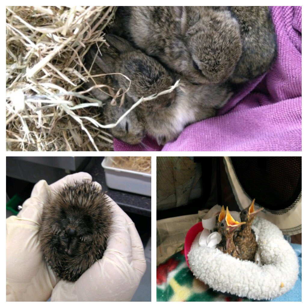 Our Rescue Centre is now full  of very cute but demanding babies! 😍 #wildliferehabilitation #wildlifeorphans