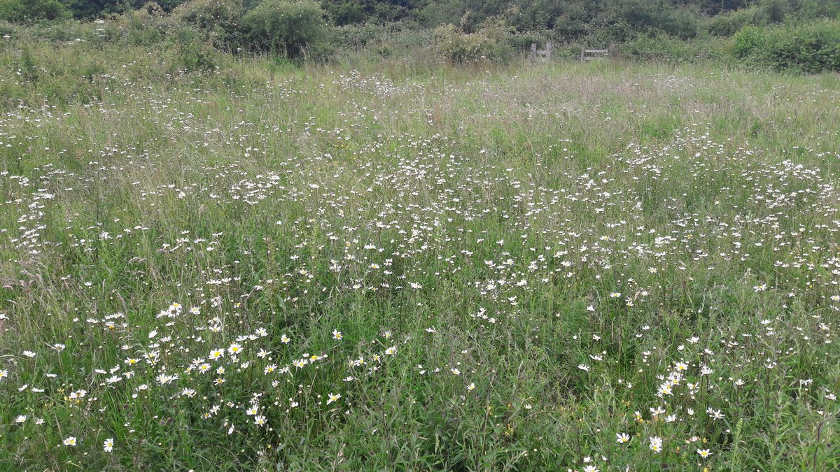 "Beauty is in the eye of the beholder" or in this case the eye of an ox. These oxeye daisies in full blooming beauty in the meadow at London Wildlife Trust's Gutteridge Woods reserve in Hillingdon. @WildLondon