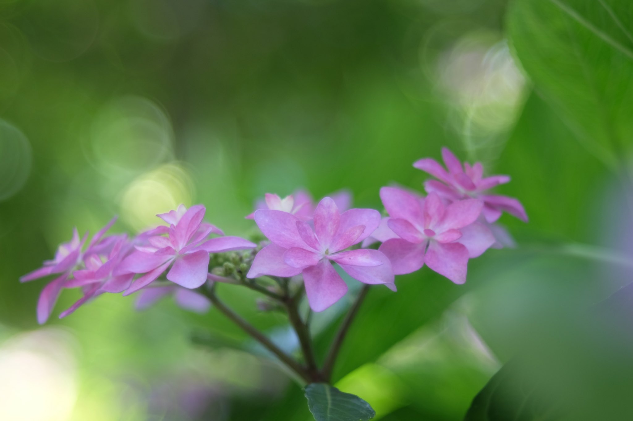 花男 Flower Man 大阪 ホテルロッジ舞洲 花 紫陽花 Flower Photo Flowerphoto 花写 花好きな人と繋がりたい 大阪 舞洲 ホテルロッジ舞洲 T Co 9qmakzqvbk Twitter