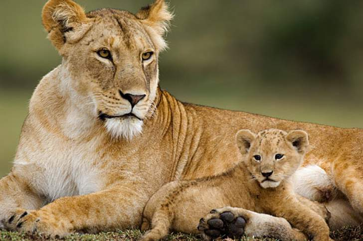 Teechihuri's tweet photo. Am proudy to be a Zimbabwean ,Thumbs to Mana Pools for being the Second Best African Safari Park of 2019. Munotipasa manyemwe,Visit Zimbabwe the Home of beauty,Peace and Love #VisitZimbabwe @METHI_Zimbabwe @manapoolszim @Zimparks @hwangegamepark https://t.co/4ekzOEYZ35