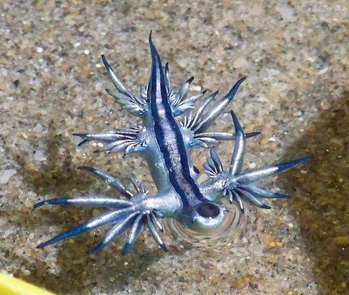 二度見するほど美しい生き物 على تويتر アオミノウミウシ その美しさから ブルードラゴン や 青い天使 という別名を持つウミウシ 希少な生き物で Cgの様な生き物 サファイアの様な美しさ と形容されることも その美しさの反面 普段は海面をプカプカと 二度見するほど美しい生き物 على تويتر アオミノウミウシ その美しさから ブルードラゴン や 青い天使 という別名を持つウミウシ 希少な生き物で Cgの様な生き物 サファイアの様な美しさ と形容されることも その美しさの反面 普段は海面をプカプカと