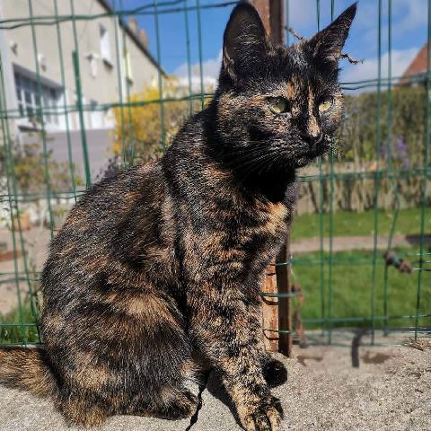 Alerte Animaux Perdu Perdu Chat Ecaille De Tortue Nomme Pixel A Boulogne Sur Mer 62 Europeen T Co L90tra8h3y