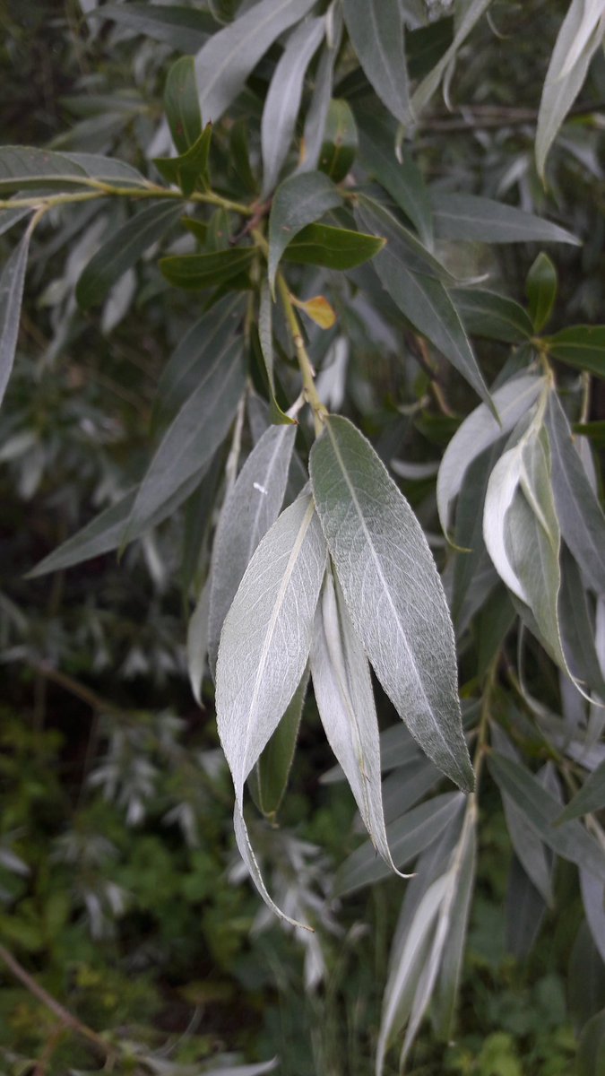 The white willow Salix alba named because of its silvery white haired leaves is not so common these days in London. This one is quite young and grows next to the pond at Gutteridge Wood. @WildLondon