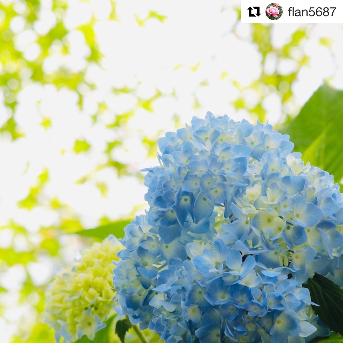 豊橋のもみじ寺 普門寺 公式 豊橋 湖西 豊川の永代供養 樹木葬 納骨堂 寺葬 ペット供養 御朱印 普門寺へ参拝された方の投稿をご紹介 紫陽花が見頃を迎えています 平日は 参拝される方が少ないので 境内を貸切状態で紫陽花を撮影して頂けますよ