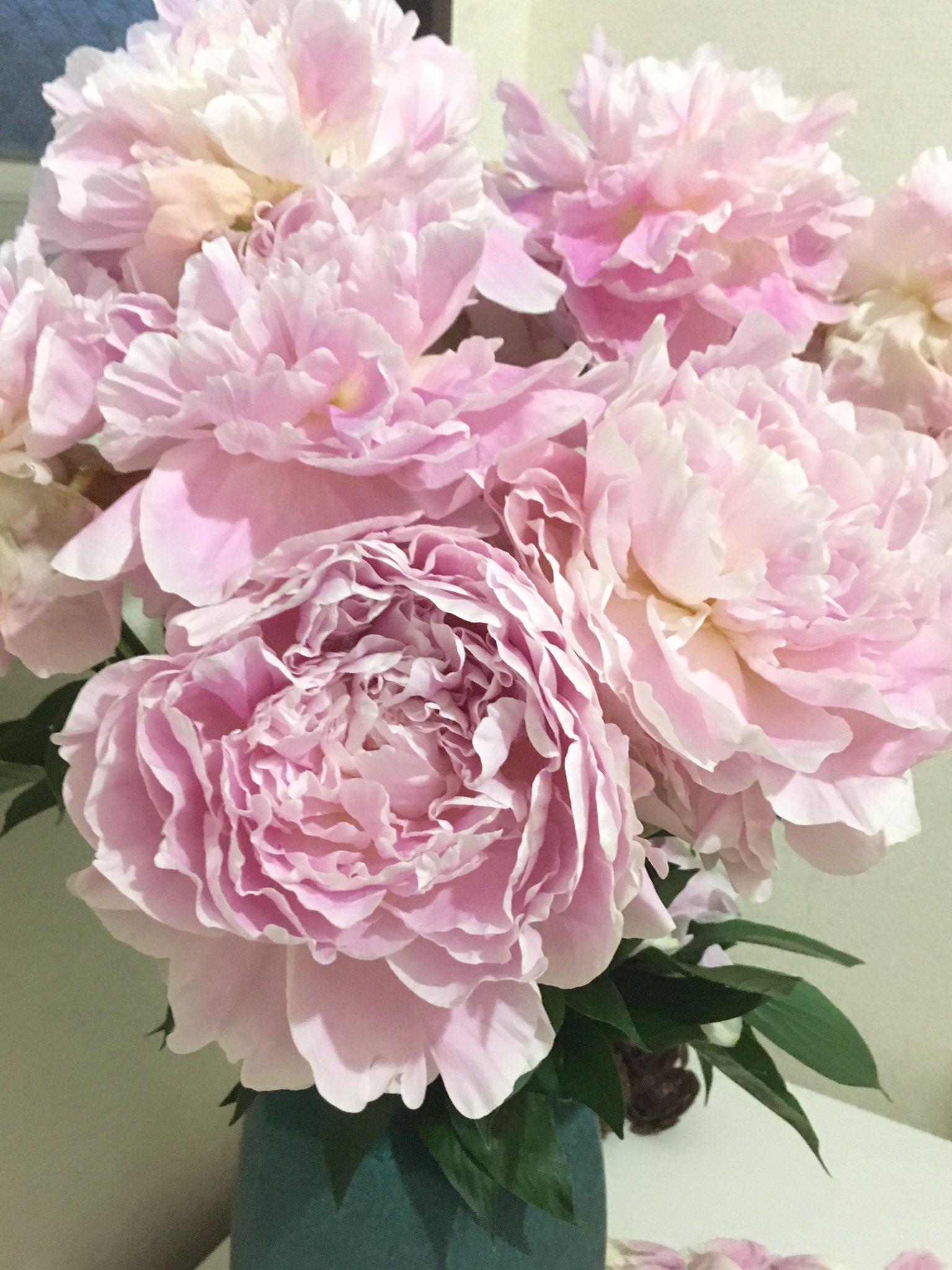 芍薬風呂 Twitter Search Twitter