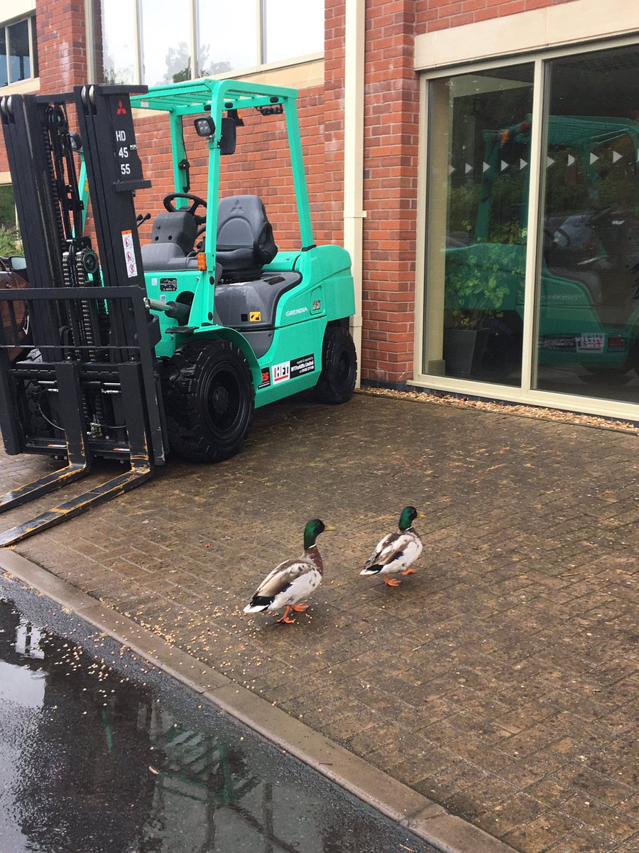We may not be enjoying this weather but it’s perfect for our resident ducks who are still out for their daily stroll to HFT’s reception for lunch! 🦆#itsaduckslife #junemonsoon #Herefordshire #countryliving