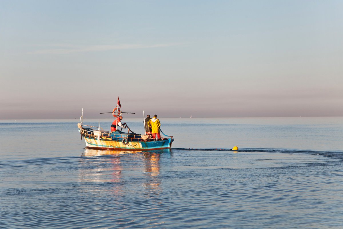 smartfishh2020 photo