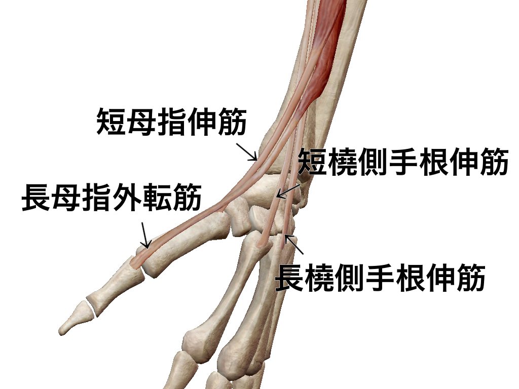 一社 日本治療家研究所 Prt療法 思いっきり解剖学 筋肉を上から抑える 図のように短母指伸筋 長母指外転筋 が長短橈側手根伸筋を抑えながら走行するのですが これは背屈時でも割りかし自由度の高い母指を動かせるようにする為かもしれないという見解