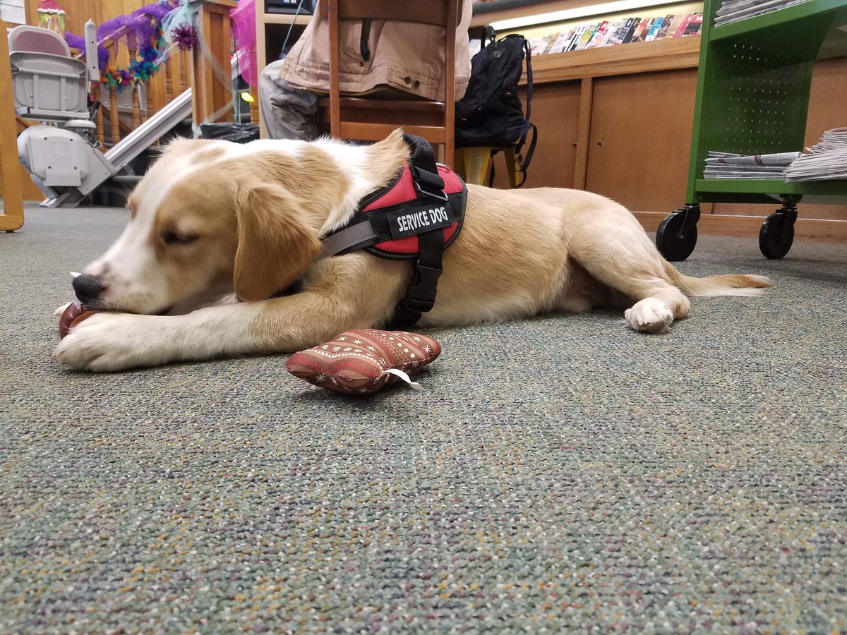 ERPublicLibrary's tweet image. Did we mention we have pups? Meet Piper and Nash! Piper is a library-pup-in-training, and Nash is one of our librarians Emotional Support Dogs!