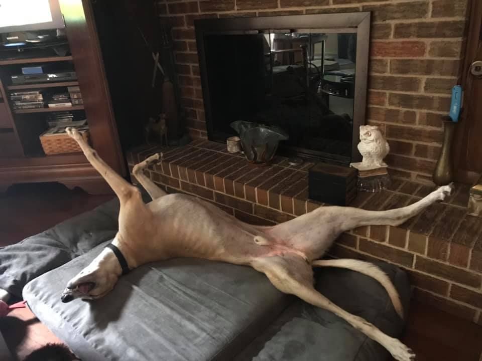 GaltxOrg's tweet image. 🌞 Eaton has a very big roach! His broken tarsal bone is fully healed and he is ready to find a forever home! We don't yet know whether he is cat safe or only dog material, but if he is, we have a wait list for both! galtx.org/hounds/eaton.s… #greyhounds #roach