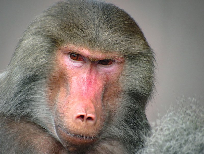 ONU Nelson Rubens adota babuíno para tentar evitar extradição para zoológico na África; Babuíno diz que vai recorrer