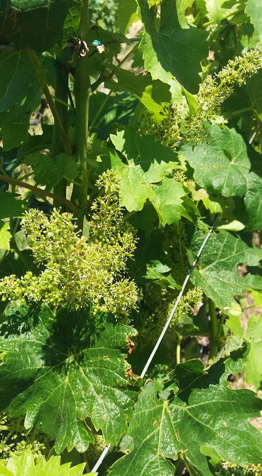 Casata_Merge's tweet photo. Nel periodo di fioritura l'odore invade i sensi, e passeggiando nelle vigne se ne viene travolti. L'avete mai sentito il profumo dei racemi in questa fase? Sapreste riconoscere dai fiori se si tratta di uva a bacca bianca o a bacca nera? https://t.co/6jqGXrg9Rd