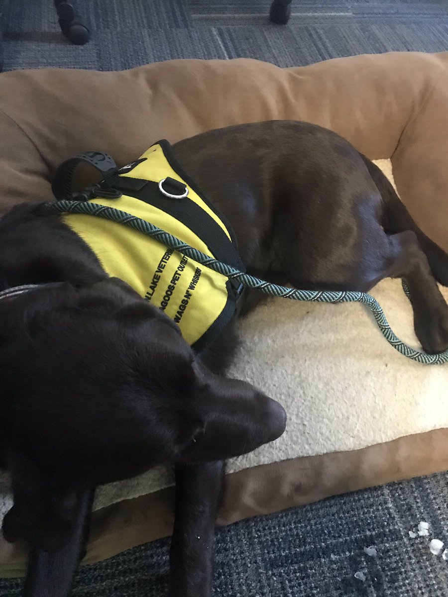 Stopped at <a href="/GuestElementary/">Guest Elementary</a> and saw <a href="/dog_champion/">Champ- MHG Therapy Dog</a> #wleced 🙌🏼