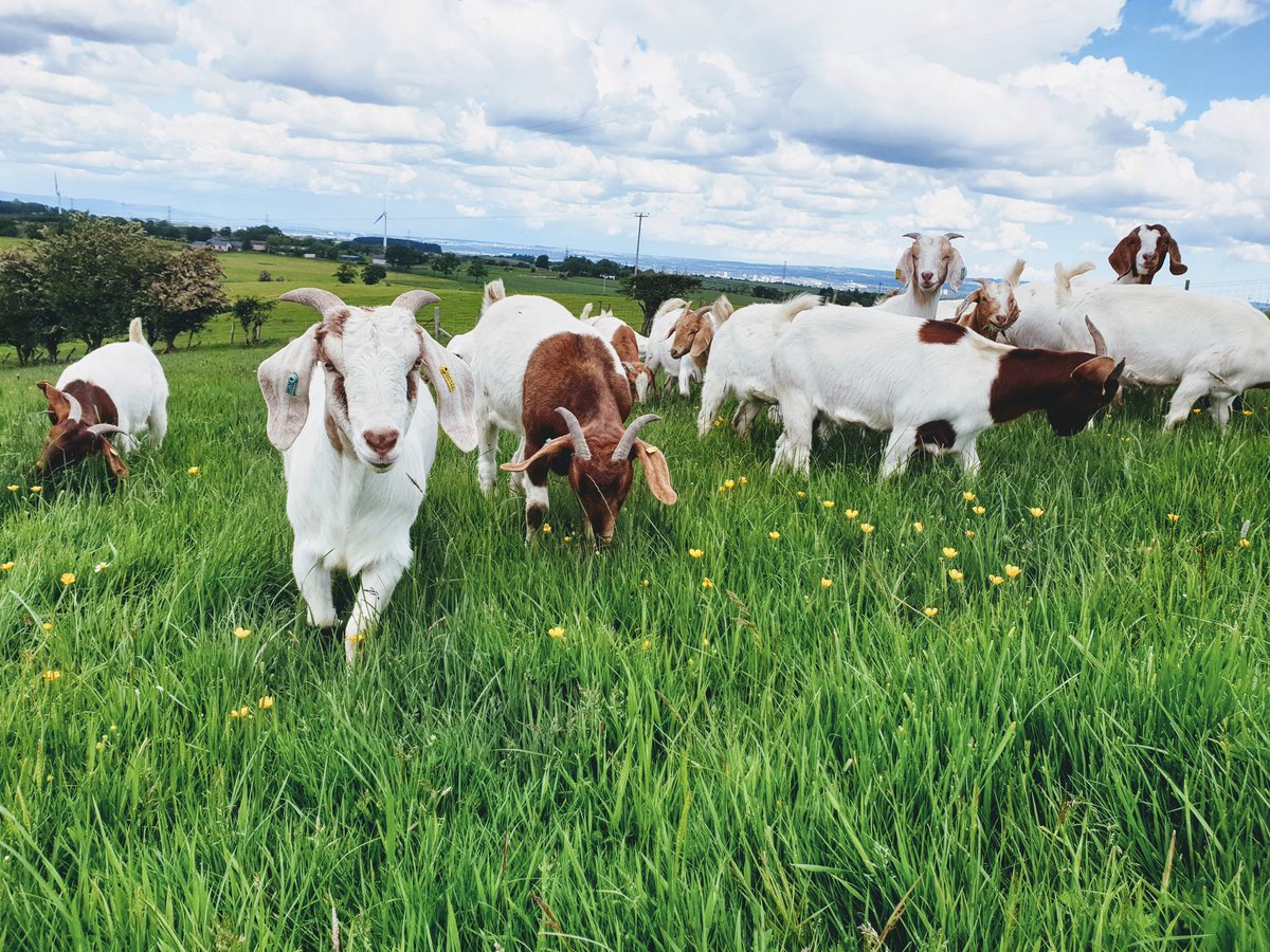 Goats enjoying a field of lush grass
#goats #farminglife #scottishfarm
#ethicalfarming #harrisFarmmeats 
@HarrisFarmMeats
