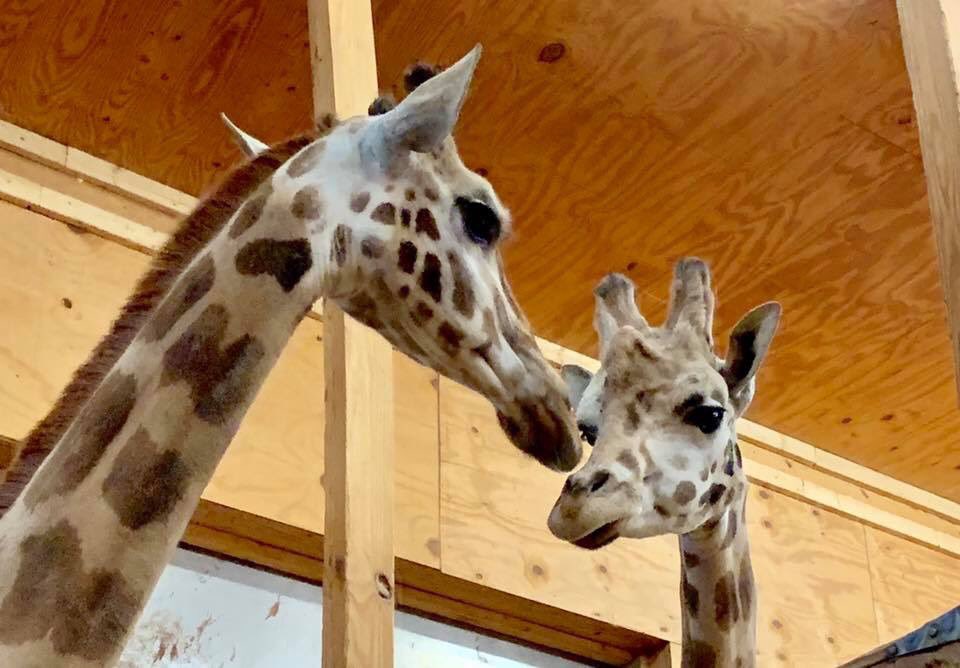 Moving day for <a href="/AprilTheGiraffe/">April The Giraffe</a>!