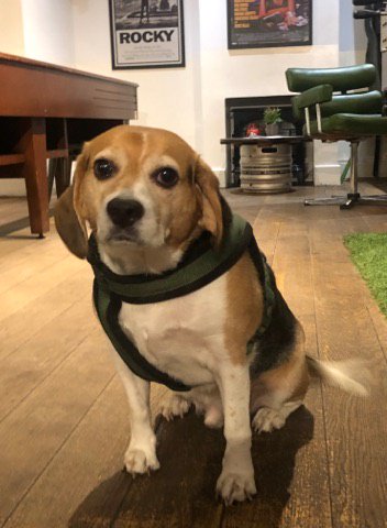Barrel & Horn (@barrelandhorn) on Twitter photo This curious cutie-pie is one our regulars! Benny the Beagle loves to have a sniff around! We are a dog-friendly pub, so feel free to have your pawtastic pet by your side 🐾🐕
#bromley #welovedogs #petportrait #bennythebeagle <a href="/bromleypopulo/">Bromley Populo</a> This curious cutie-pie is one our regulars! Benny the Beagle loves to have a sniff around! We are a dog-friendly pub, so feel free to have your pawtastic pet by your side 🐾🐕
#bromley #welovedogs #petportrait #bennythebeagle <a href="/bromleypopulo/">Bromley Populo</a>