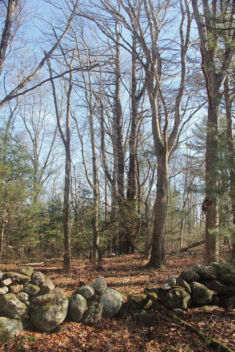 Historic stone walls dot this newly-preserved property in Charlestown.
