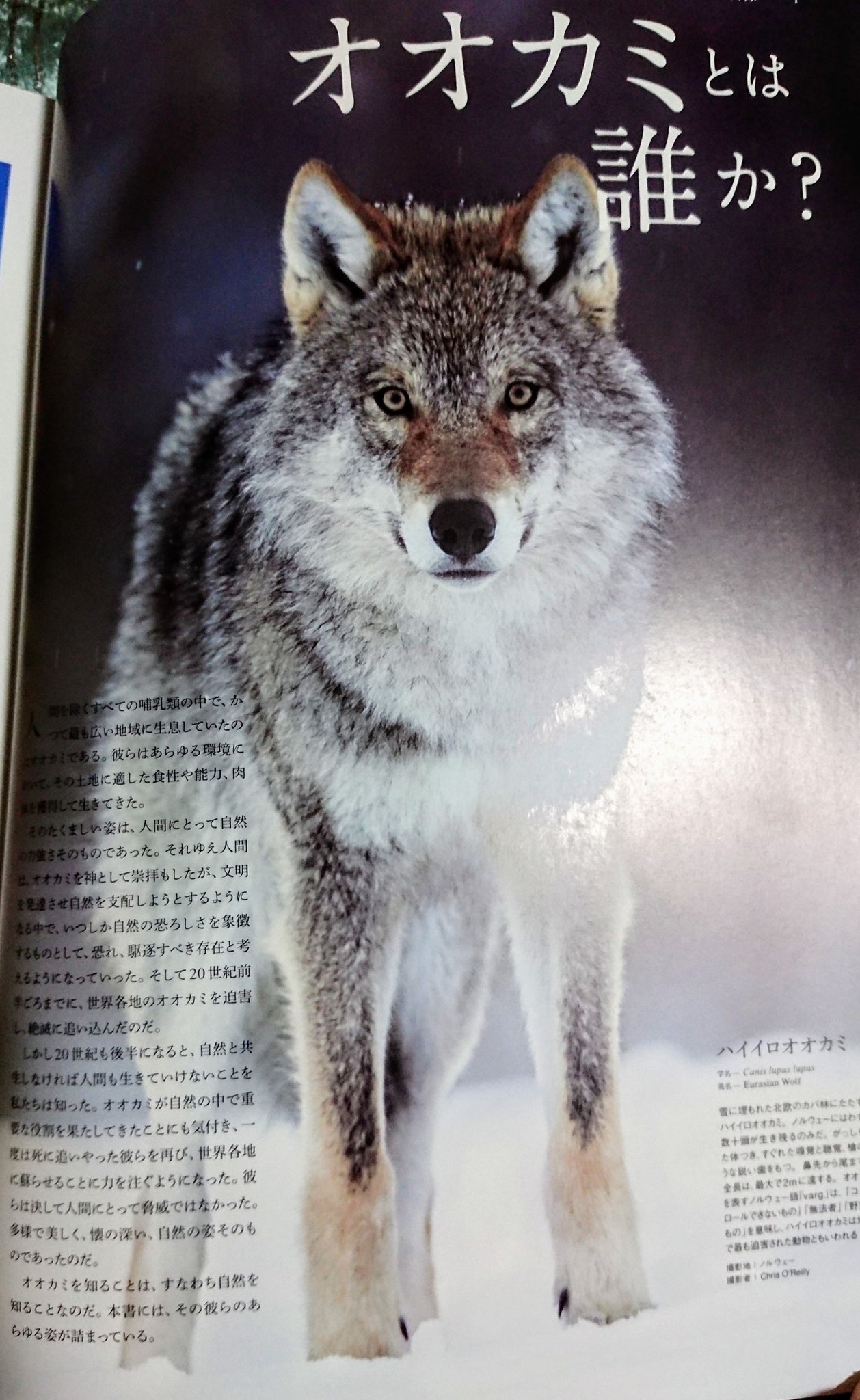 そわか A Twitter かっこいい狼の写真もたくさん載ってるし文章も面白いです あとでちゃんと読む T Co Seuub6glqv Twitter
