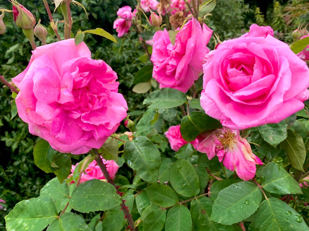 HeartDocSharon's tweet photo. #RoseGardens #Kensington #HydePark #London #Echo19 @PetrosProf https://t.co/tdmUgxe8m7