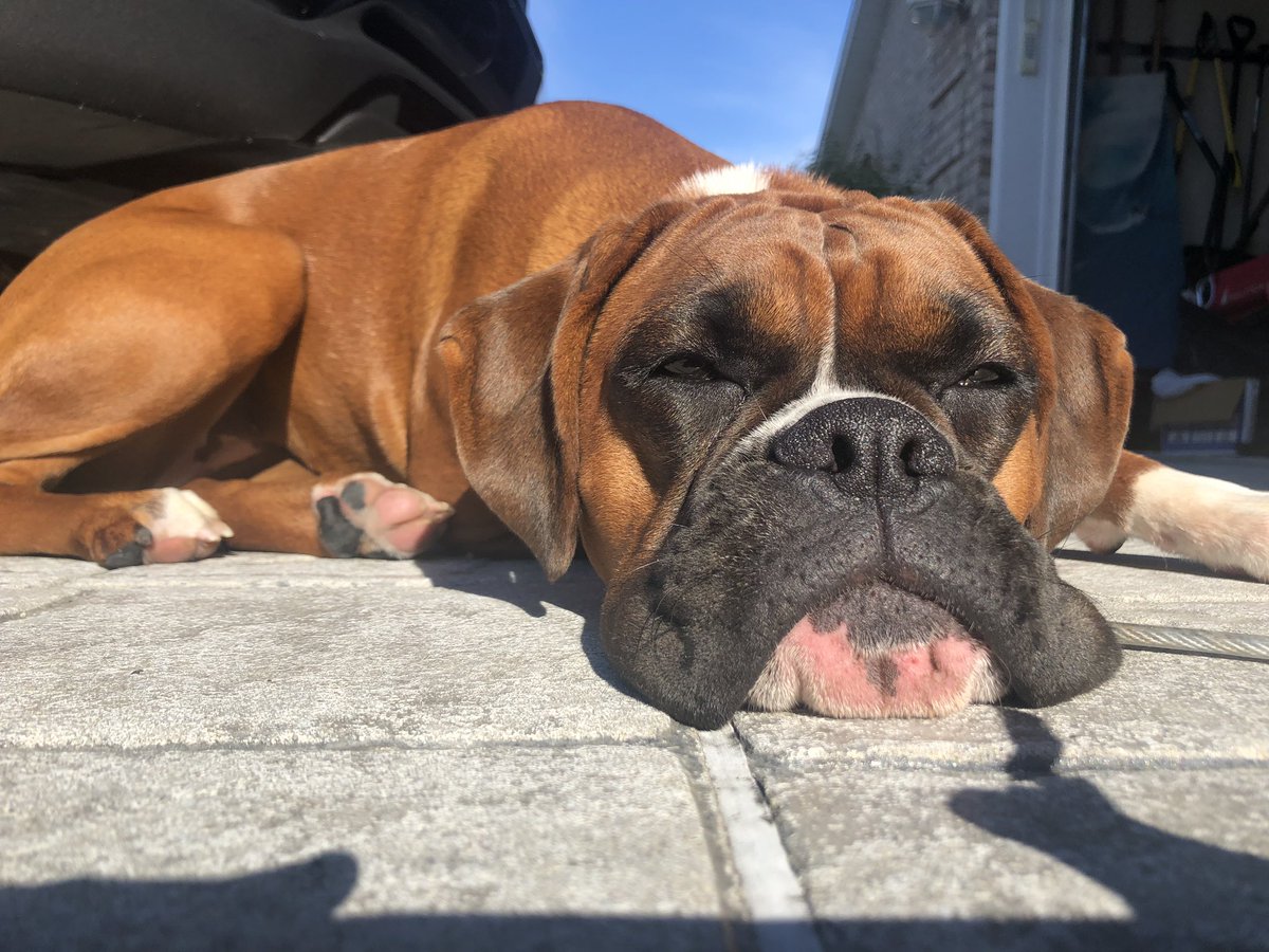 NeunerKat's tweet photo. My sunbathing beauty! #JovieJoy https://t.co/lQLUaL2H3X