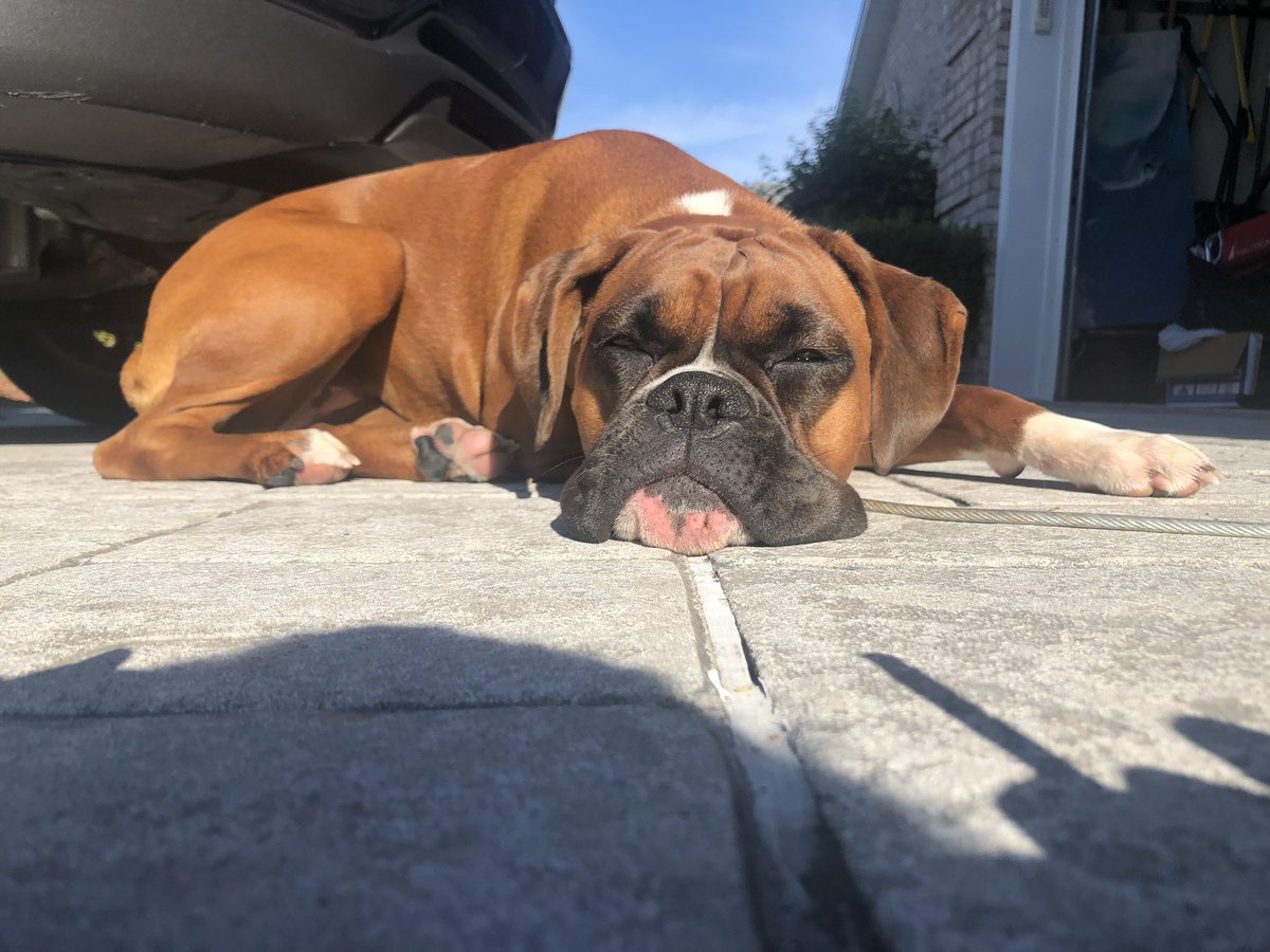 NeunerKat's tweet photo. My sunbathing beauty! #JovieJoy https://t.co/lQLUaL2H3X