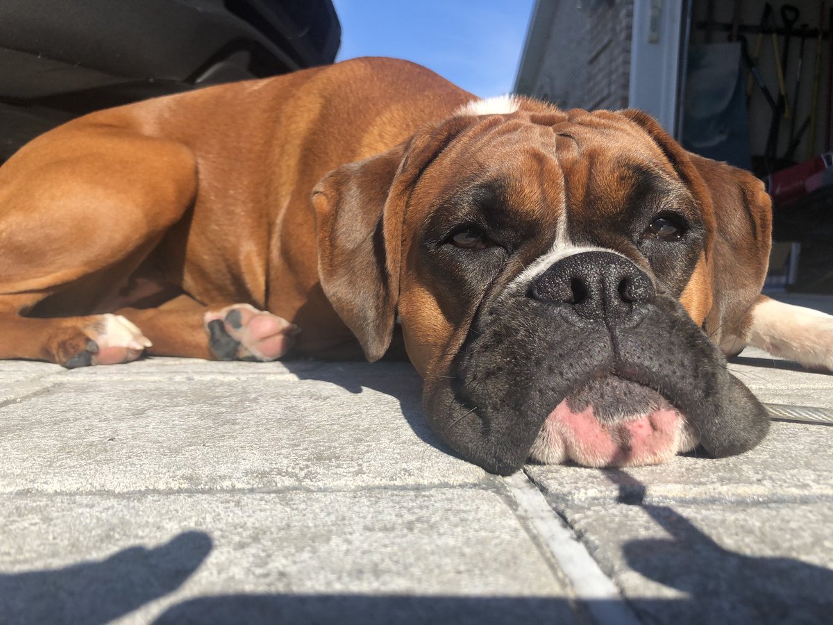 NeunerKat's tweet photo. My sunbathing beauty! #JovieJoy https://t.co/lQLUaL2H3X