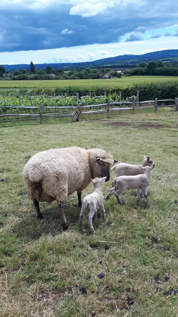 Newest Upperton lamb born yesterday in the pouring rain.