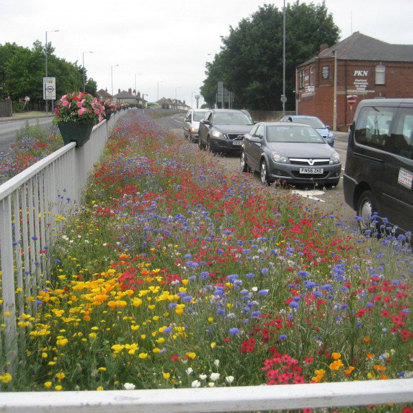Great to read <a href="/PictorialMeadow/">Pictorial Meadows</a> news that Rotherham's 'River of Flowers' is to be extended to 6 miles long - Brilliant!!