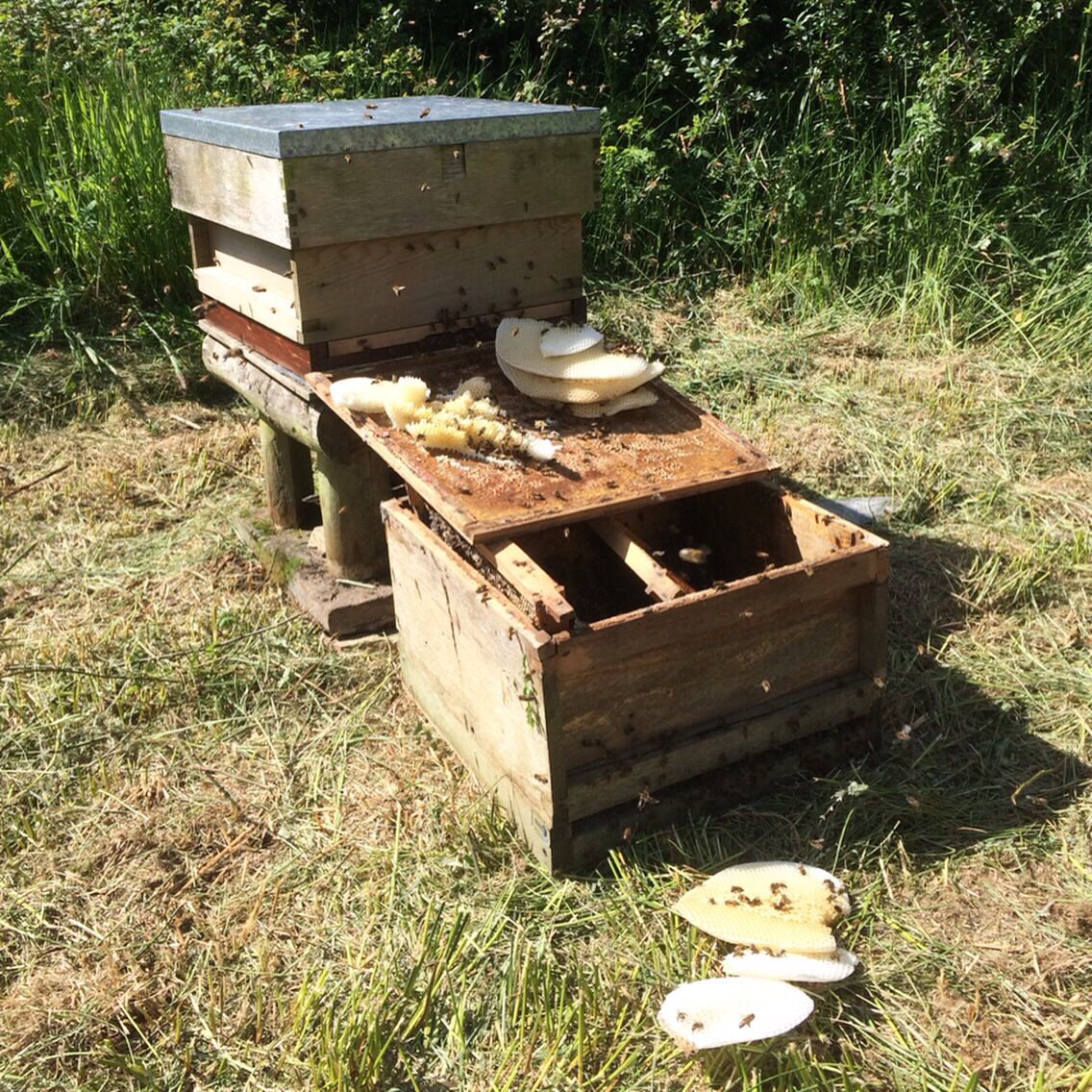 Springfield Farm tweet media