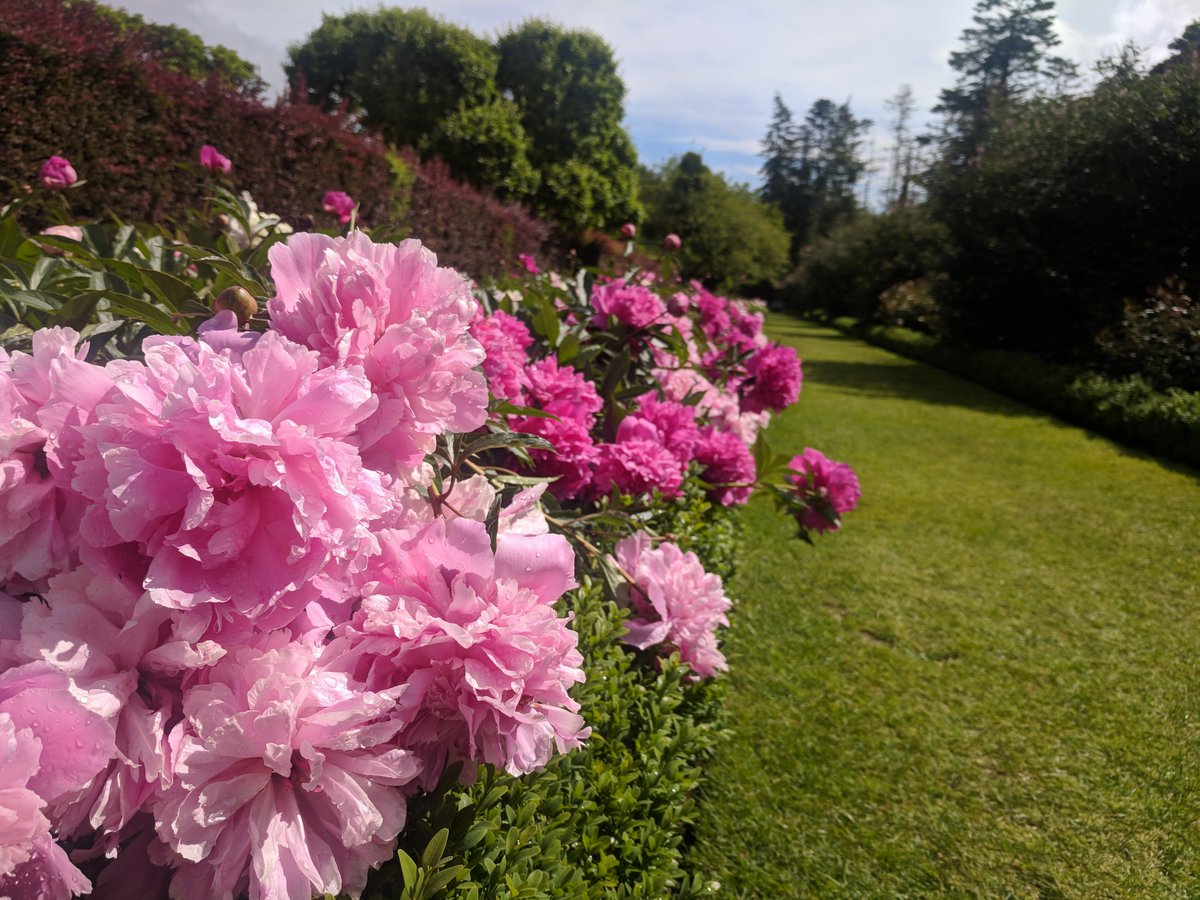 PenshurstPlace's tweet photo. Though they may be a little shaken after yesterday's heavy rain, the 100 metre Peony Border is a beautiful sight to behold and still has a few buds yet to bloom! We'll never tire of that river of pink! 😍
#Peony #RHS #Horticulture #BedsAndBorders https://t.co/ajfkubkVAL