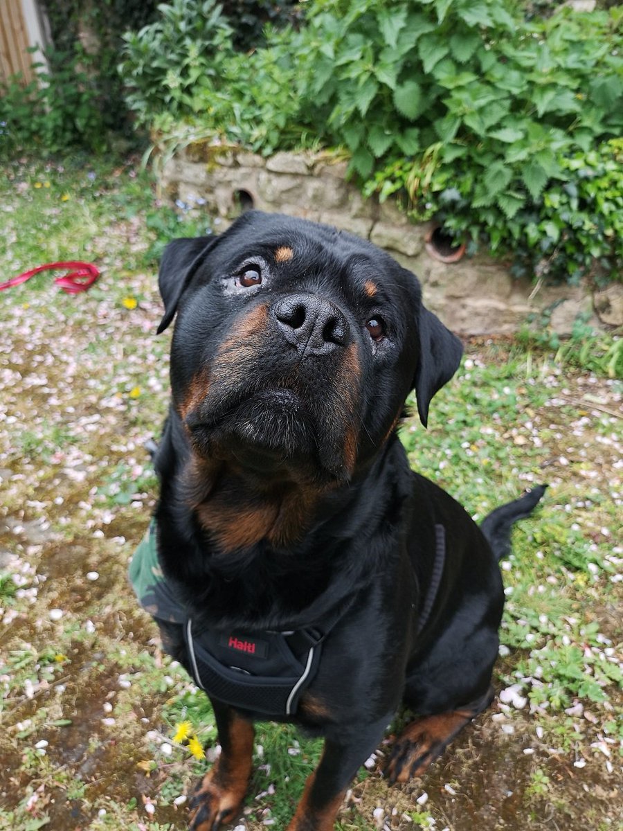 K9Magazine's tweet image. Number 5 seems particularly apt this week! - k9magazine.com/5-things-i-lea… #GreatBritishWalkies #dogs #forthglade