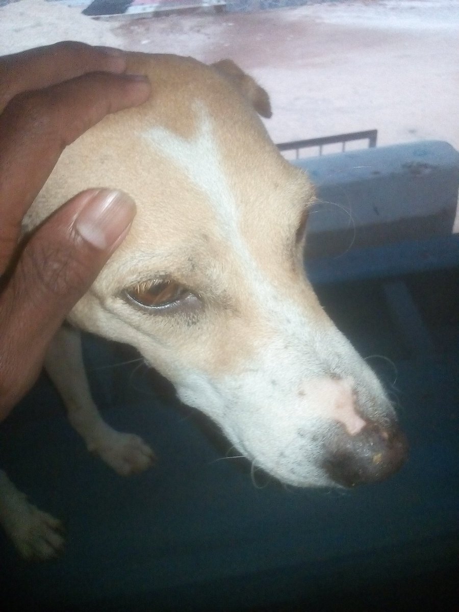 JKGeekShow1's tweet photo. ඒ හිනාව 🙂🙂🙂 #evening #srilankandog #doglovers #kinddog #dog https://t.co/J9g5uuYmaJ