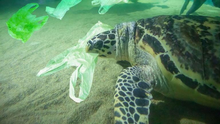 1Pepsy's tweet photo. CANADA: To BAN 'Single-Use' #PLASTICS as Early as 2021  https://t.co/JPuGRaoEaT  #PlasticOceans https://t.co/uoVUAVnFg8