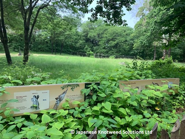 JKSLtd's tweet photo. Lots of Japanese knotweed spotting by @JKSLKate on a recent trip to the Big Apple, these ones were taken at the Bronx Zoo! @BronxZoo #Japaneseknotweed #NewYork https://t.co/i5um77IvVB