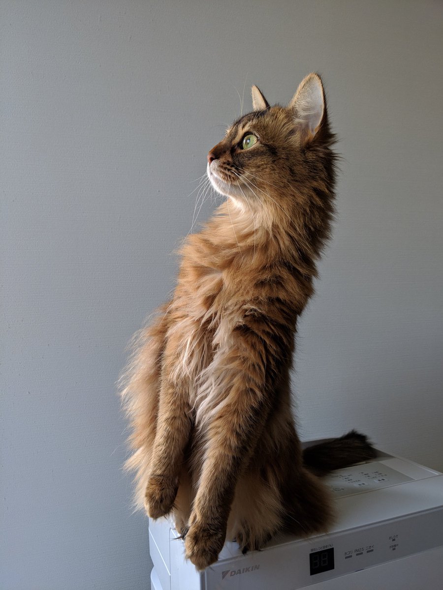 たつねこ たつねこ