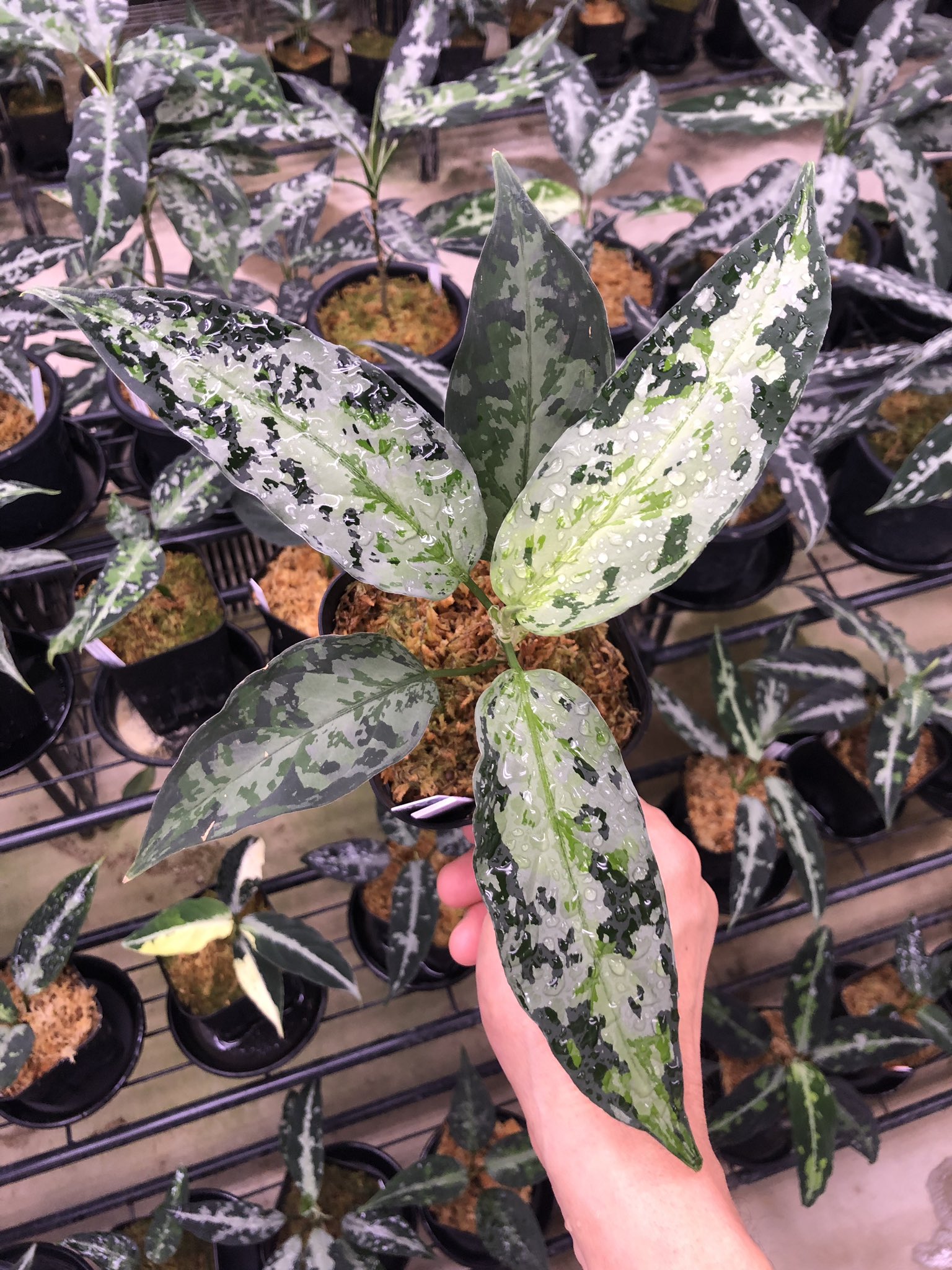 アグラオネマ 極美マルチカラー 極美迷彩！ アグラオネマ