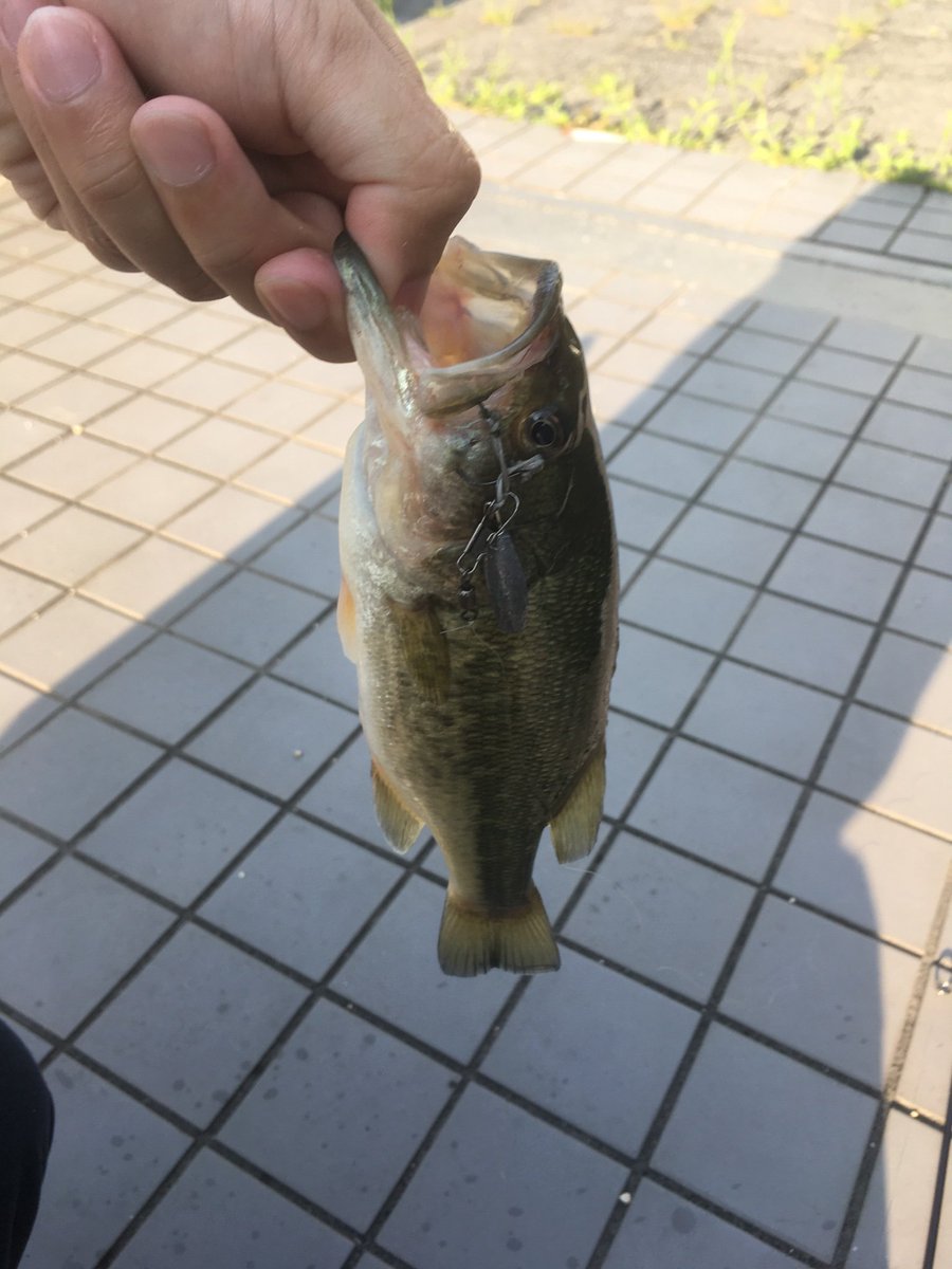 Fishing Of Life 以前作った自作オモックですがやっとバスが釣れました リフト Amp フォールが反応が良かったのですが すっぽ抜けてバラシてしまう事があり中々難しいです W でもバスはオモリでも釣れるのが分かって面白かったです オモック